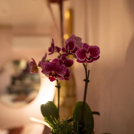Studio Coeur De Ville Sanary Tres Cosy Parking Ngoại thất bức ảnh